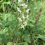 Platanthera chloranthaKvět