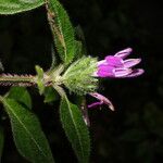 Justicia brenesii Flor