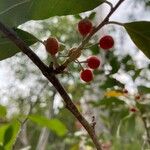 Elaeagnus umbellataPlod