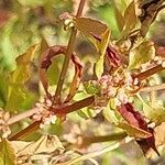 Rumex conglomeratus Vrucht