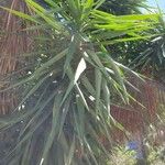 Yucca aloifolia Blatt