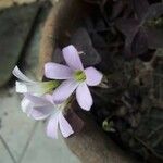 Oxalis triangularis A. St.-Hil.Flower