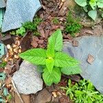 Salvia coccinea List