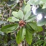 Pittosporum cherrieri Leaf