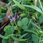 Grona adscendens Habit