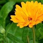 Calendula officinalis Květ