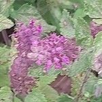 Teucrium hircanicum Flower