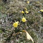 Narcissus gigas Flower