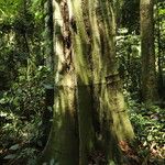 Gilletiodendron kisantuense Bark