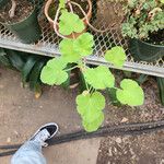 Pelargonium odoratissimum Habitus