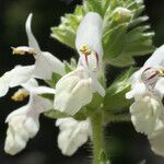 Stachys spinulosa Žiedas