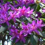 Rhododendron trichanthum Flower