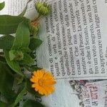 Calendula arvensis Floare