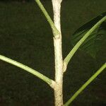 Angostura granulosa Casca