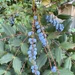 Berberis aquifoliumLeaf