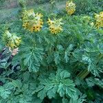 Corydalis nobilis Blüte