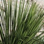 Dasylirion acrotrichum Leaf