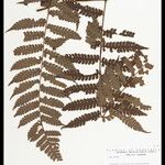 Cyathea cyatheoides Folla