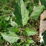 Solanum nigrum Folla