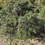 Lithodora zahnii Hábito