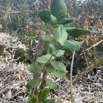 Myrceugenia exsucca Hoja