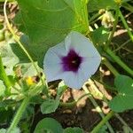 Ipomoea batatasFlor