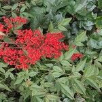 Nandina domestica Fruit