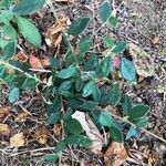 Cotoneaster simonsii Leaf