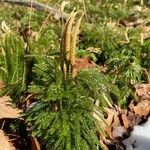 Lycopodium dendroideum Blatt