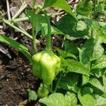 Capsicum baccatum Plod