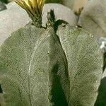 Astrophytum myriostigma Celota