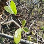 Commiphora madagascariensis Лист