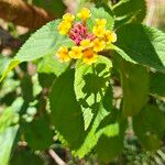 Lantana × strigocamara Flower