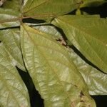 Fairchildia panamensis Leaf