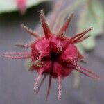 Pavonia penduliflora फल