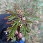 Artemisia verlotiorum पत्ता