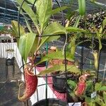 Nepenthes mirabilis Květ