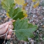 Populus alba Levél