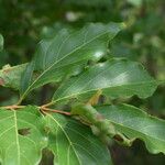 Combretum micranthum Leaf