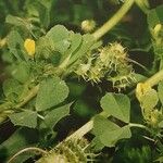 Medicago polymorpha Folio
