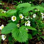 Fragaria × ananassa Habit