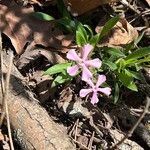 Silene caroliniana Flower