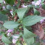 Strobilanthes cusia 葉