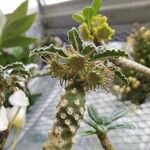 Dorstenia lavrani Flor