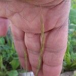 Festuca ambigua Flower