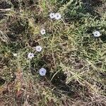 Ipomoea mombassana Habit