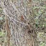 Alnus incana Escorça