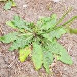 Nicotiana longiflora Blatt