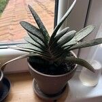 Gasteria disticha Leaf