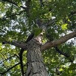 Carya ovata Bark